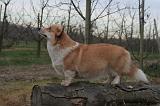 CORGI PEMBROKE 1425